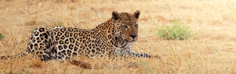 5 national Treasures of Africa-which park should I choose?