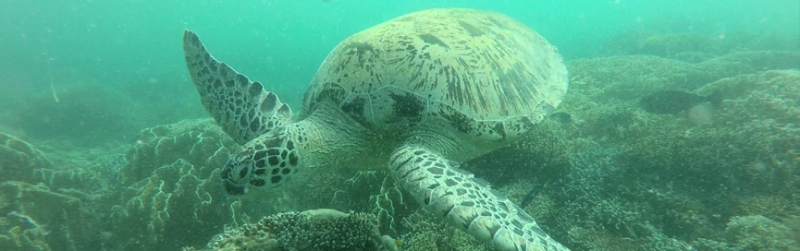 In search of fantastic creatures and coral beauties — Malaysia